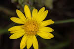 Pineland goldenaster